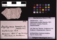 Foto (Objekt + Etiketten) von Glaessneropsis heraldica (Moericke, 1897) (NHMW-GEO-1990-0041-0270)